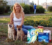 Щенки Сиба Ину доставка 2088978 Акита-ину фото в Чите