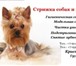 Фото в Домашние животные Стрижка собак Предлагаю вам услуги по уходу за домашними в Приозерск 1 300