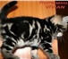 Британские мраморные котята из питомника VIVIAN, 164730  фото в Саратове