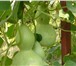 Фото в Домашние животные Растения Созревшие и высушенные плоды лагенарии используются в Краснодаре 25