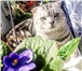 Фото в Домашние животные Вязка Породистый,красивый кот готов к вязке. Развязан,потомство в Москве 4 000