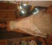 Фотография в Одежда и обувь Свадебные платья Продам свадебное платье , цвет светлое шампанское, в Воронеже 7 000