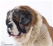 Изображение в Домашние животные Вязка собак Для вязки предлагаем длинношерстного кобеля в Ульяновске 0