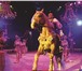 Фотография в Развлечения и досуг Цирк Цирковое шоу "Мр. Тигр" - Цирк ВернадскогоКаждое в Москве 1 500