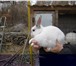 Фотография в Домашние животные Грызуны продаю декоративных кроликов-самочек. Очень в Астрахани 200