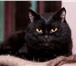Изображение в Домашние животные Отдам даром Шикарный черный кот,  зовут его Вилли II в Новосибирске 0