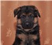 Фотография в Домашние животные Другие животные Предлагаются  к  продаже  щенки   Немецкой в Кашира 0