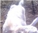 Foto в Домашние животные Другие животные Продаем молоденьких зааненских козочек, одна в Нижнекамске 10 000