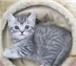 Котята шотландской вислоухой, Возраст 2 месяца, цвет серебро, четкие линии рисунка, густой плюш, 69182  фото в Екатеринбурге