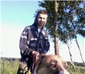 Изображение в Домашние животные Вязка собак Красивый, сильный парень (Алабай) с уравновешенный в Москве 0