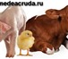 Foto в Домашние животные Товары для животных Оптовая продажа зерна и кормов для сельскохозяйственных в Москве 1 000