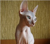 Изображение в Домашние животные Вязка Голо-рожденная кошечка породы "донской сфинкс" в Магнитогорске 0