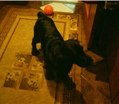 Фотография в Домашние животные Вязка собак Я Светлана хозяйка 2 летнего кабеля породы в Самаре 100 000