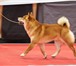Изображение в Домашние животные Вязка собак Предлагается для вязок кобель YUKASI OKUMA в Москве 15 000