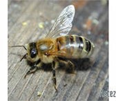 Изображение в Домашние животные Разное Пчелопакеты (2+2). Карпатка. Доставка в регионы в Новокузнецке 3 200