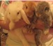 Фотография в Домашние животные Другие животные Продаю крольчат породы карликовый вислоухий в Москве 1 500