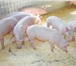 Изображение в Домашние животные Другие животные продаю поросят. 1,5 месяца. порода дюрок-персен. в Челябинске 2 500