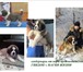 Изображение в Домашние животные Вязка собак Предлагается для вязки длинношерстный сенбернар. в Пензе 15 000