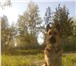 Фото в Домашние животные Вязка собак Кобель восточно-европейской овчарки ищет в Красноярске 10