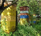Foto в Домашние животные Другие животные Продам пчелопакеты и пчелосемьи.Цена договорная.Консультация в Воронеже 0