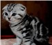 Шотландские короткошёрстные котята (прямоухие и вислоухие),  У нас есть КОТИКИ и КОШЕЧКИ,  Окрас черн 69417  фото в Москве