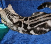 Шикарные британские котята из элитного питомника 166653  фото в Краснодаре