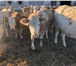 Foto в Домашние животные Другие животные Продаем телочек Симментальской породы молочно-мясного в Магнитогорске 140