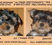 Йоркширский терьер щенки продаются Щенки мини и стандартного размера, яркого окраса, документы Р 67421  фото в Москве