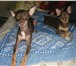 Фото в Домашние животные Вязка собак Карликовый -пинчер по имени Гучи ищет себе в Тамбове 0