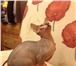 Foto в Домашние животные Вязка Молодой котик породы канадский сфинкс приглашает в Зеленоград 2 000