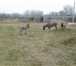 Фото в Домашние животные Другие животные Продается ослик-6месяцев и камерунский баран-3 в Москве 25 000