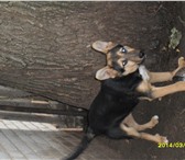 Foto в Домашние животные Отдам даром 5ти-месячный щенок обработанный от глистов. в Стерлитамаке 0