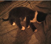 Foto в Домашние животные Отдам даром черный котенок с белыми усами и бровями, в Барнауле 0