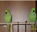 Foto в Домашние животные Птички Продам пару ожереловых попугаев. девочке в Челябинске 12 000