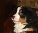 Foto в Домашние животные Другие животные Продаются клубные щенки Бернского Зенненхунда в Москве 30 000