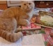 Изображение в Домашние животные Вязка Молодой, энергичный кот приглашает кошечек в Воронеже 500