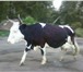 Изображение в Домашние животные Другие животные Срочно продаётся корова, молоко жирное - в Барнауле 40 000