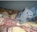 Британские котят,  милые,  пушистые спешите! 173430  фото в Краснокаменск