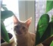 Фотография в Домашние животные Потерянные Потерялся кот в г.Мытищи,  в районе 10 школы, в Мытищах 0