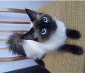 Foto в Домашние животные Услуги для животных Ищем сиамского котика для вязки,кошечке 1 в Москве 1 000