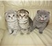 Шотландские котята 1156885 Скоттиш фолд фото в Таганроге