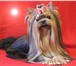 Фотография в Домашние животные Вязка собак Великолепный мини мальчик (2200) курносый, в Москве 4 000