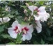 Фотография в Домашние животные Растения Продаю декоративные кустарники:жасмин.гибискус в Сухой Лог 100