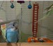 Фото в Домашние животные Птички продам попугаев,возможно с клеткой. в Кирове 500
