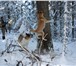 Продам щенков ВСЛ 223247  фото в Красноярске