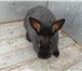 Фотография в Домашние животные Другие животные Продаются кролики на племя: помесь, от 2 в Калуге 400