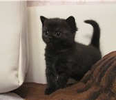 Продаётся очаровательный британский котёнок страйт чёрного окраса, девочке 1, 5 месяца, ласковая, 69283  фото в Ростове-на-Дону