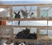 Foto в Домашние животные Грызуны Изготавливаем клетки для кроликов под заказ в Уфе 6 500