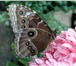 Фотография в Красота и здоровье Салоны красоты Живые тропические бабочки в подарок на Любое в Москве 1 200