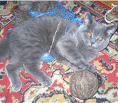 Фотография в Домашние животные Вязка Кот Алекс ищет кошку, восемь месяцев,.есть в Набережных Челнах 500